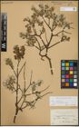 Foto von Salix repens subsp. incubacea (L.) A. Neumann